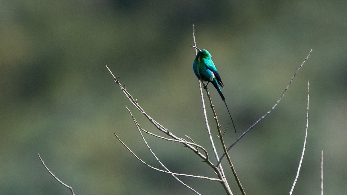 Malahit Nektarkuşu - ML646229455