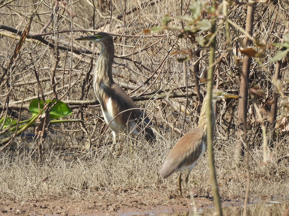 Çin Alaca Balıkçılı - ML646229456