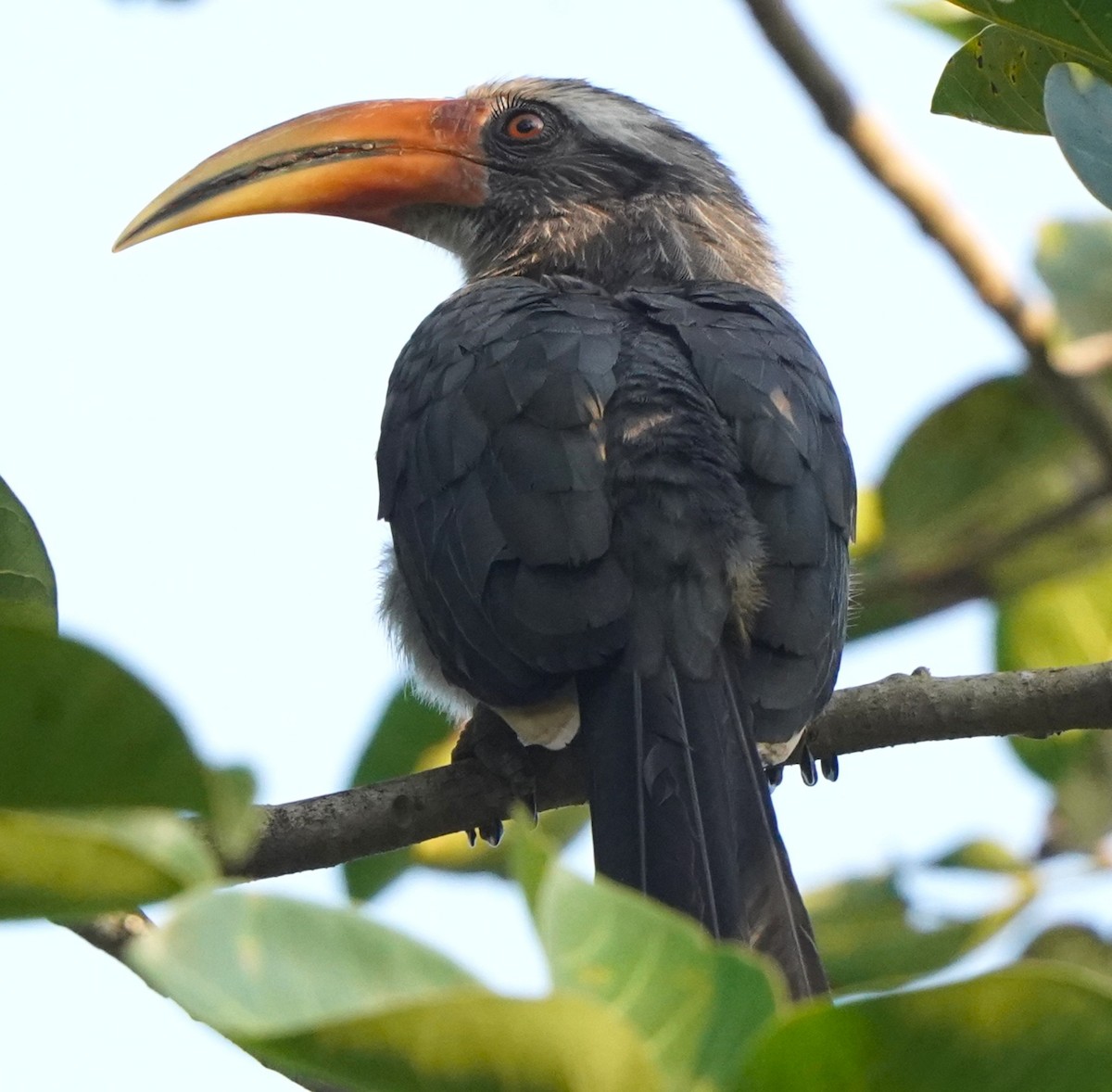 Malabar Boynuzgagası - ML646229457