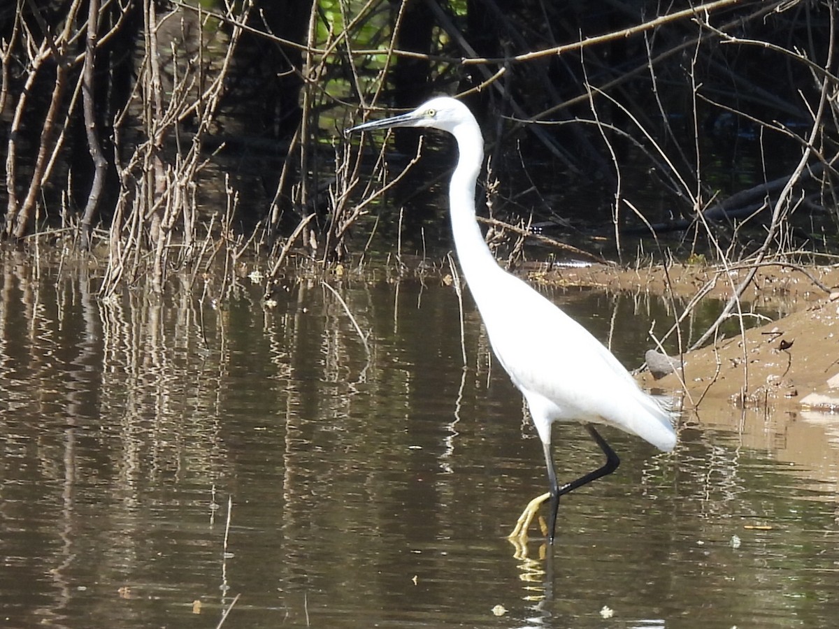 Küçük Ak Balıkçıl - ML646229458