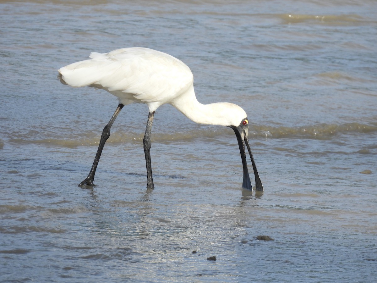 Kara Yüzlü Kaşıkçı - ML646229459