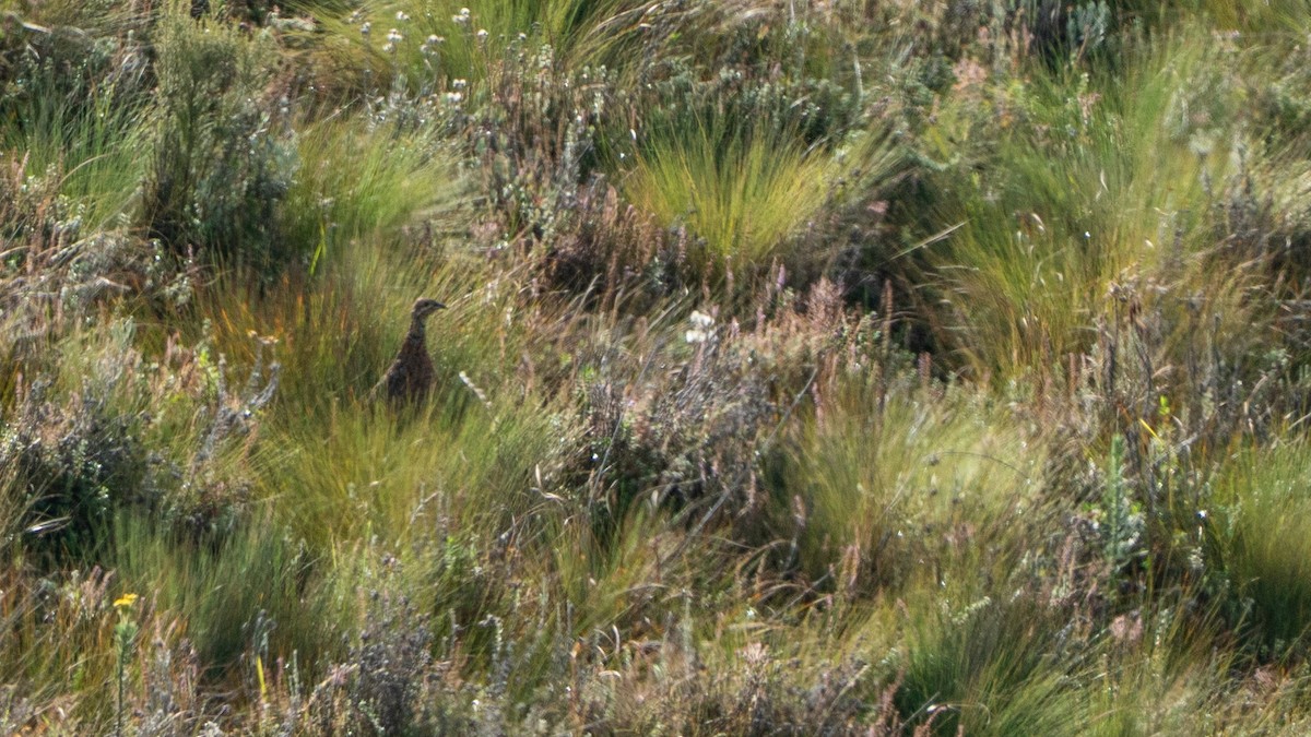 Eglon Turacı - ML646229460