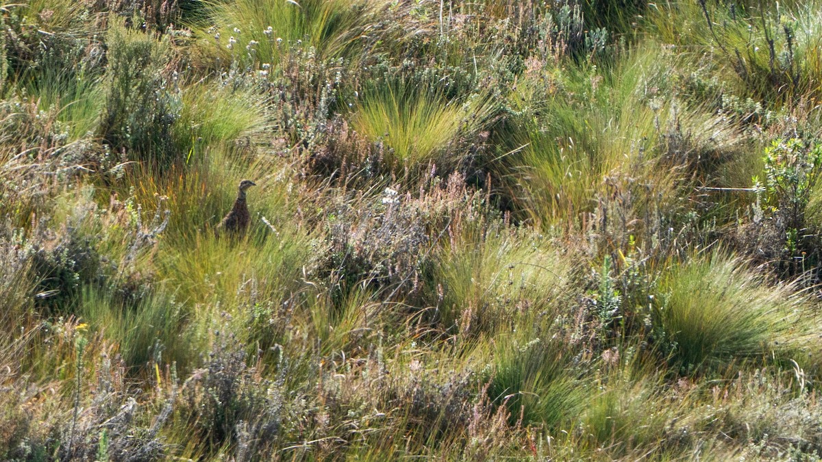 Eglon Turacı - ML646229461