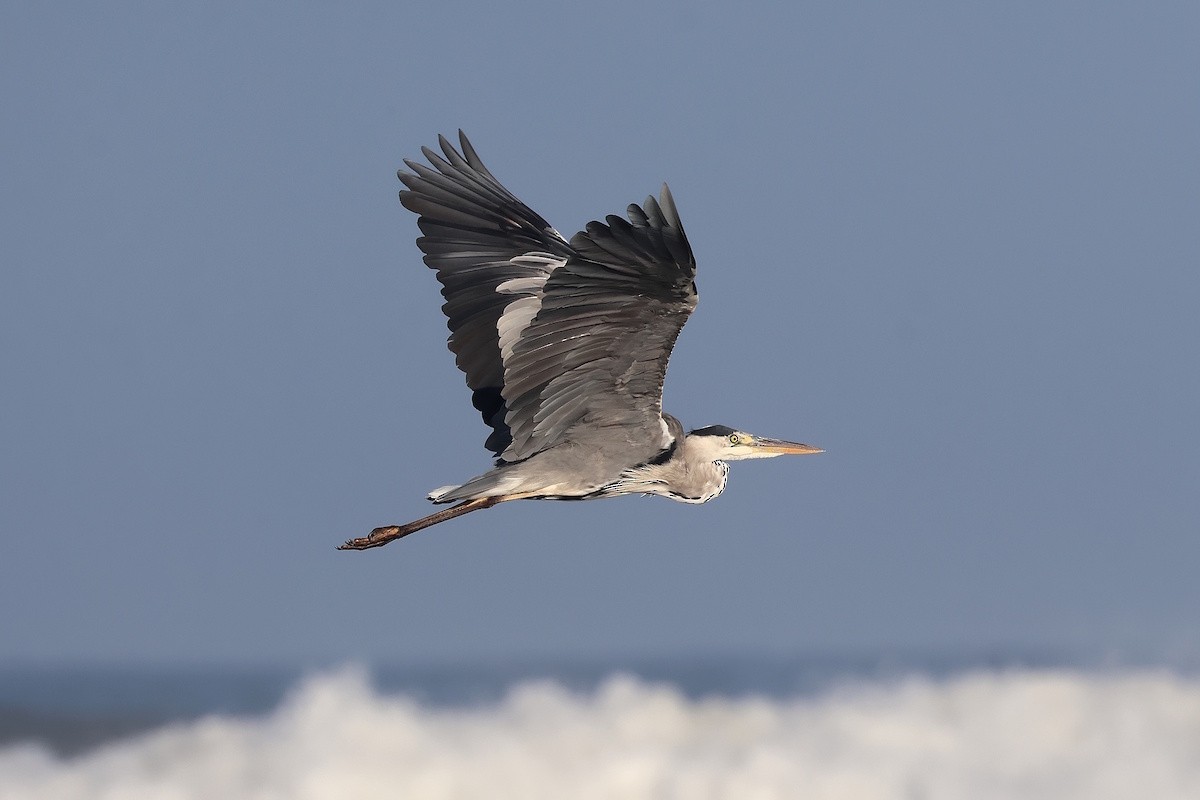 アオサギ - ML646229463