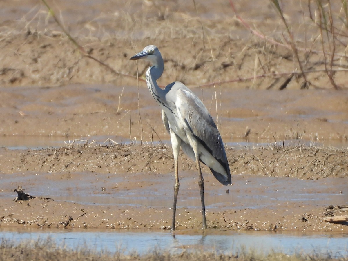 アオサギ - ML646229464