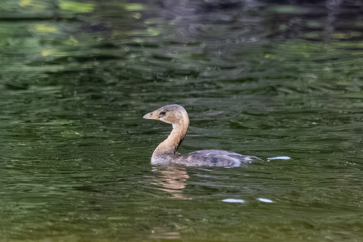 オビハシカイツブリ - ML646229465