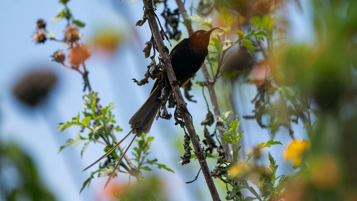 キンバネオナガタイヨウチョウ - ML646229466
