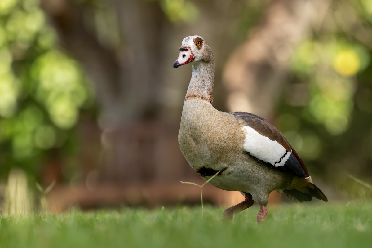 エジプトガン - ML646229467