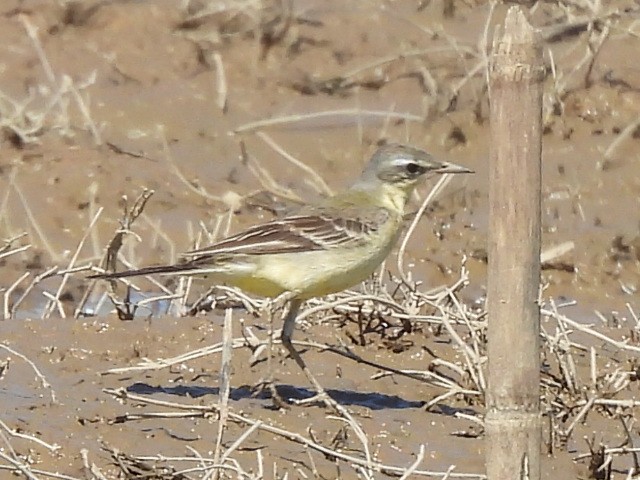 ツメナガセキレイ - ML646229469