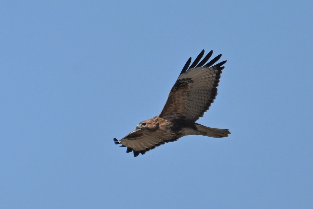 ノスリ - ML646229472