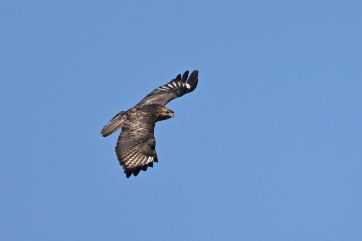 ノスリ - ML646229473