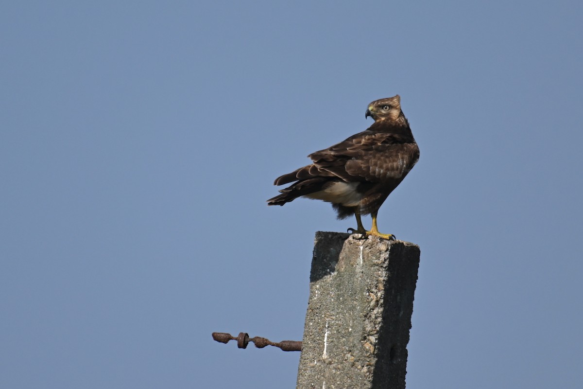 ノスリ - ML646229474