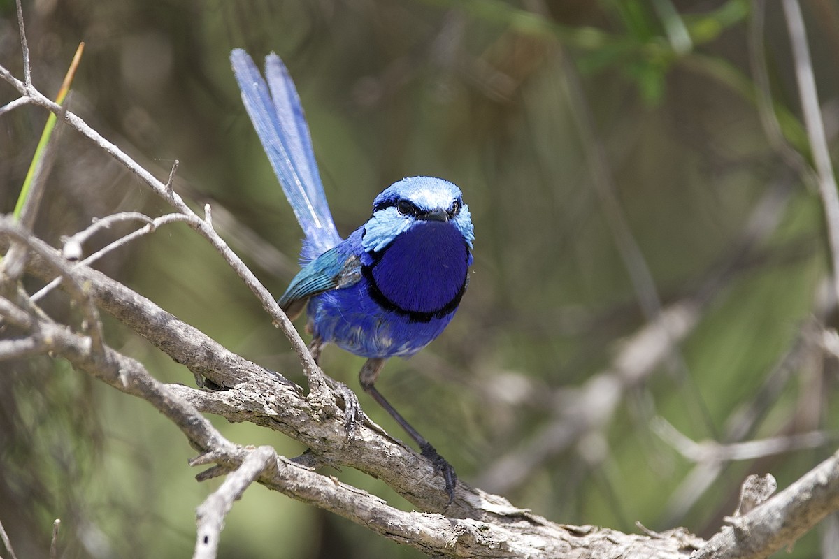 ムラサキオーストラリアムシクイ - ML646229476