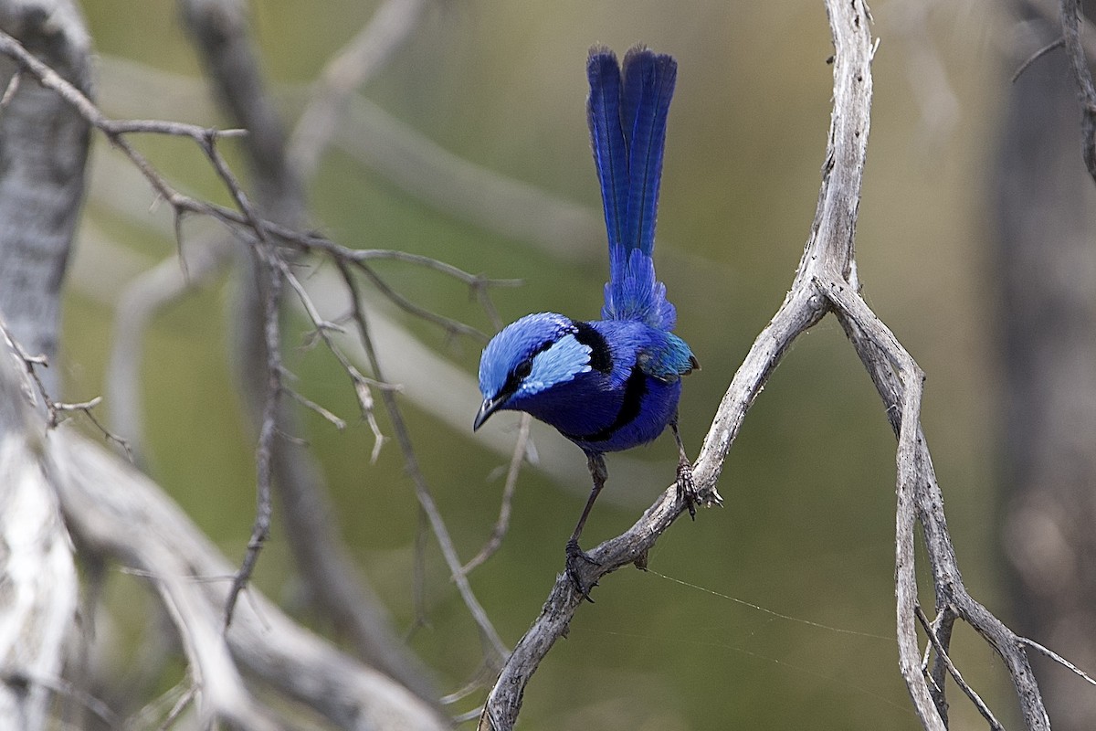 ムラサキオーストラリアムシクイ - ML646229477