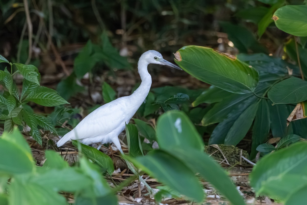 ヒメアカクロサギ - ML646229478