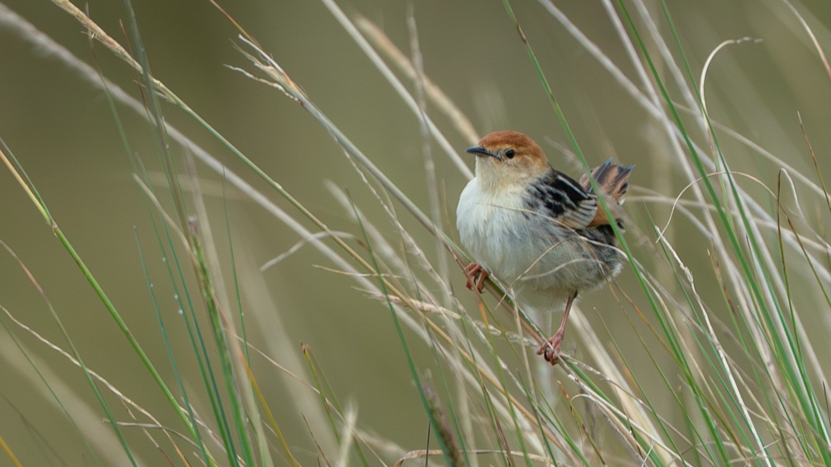 アカボウシセッカ - ML646229479