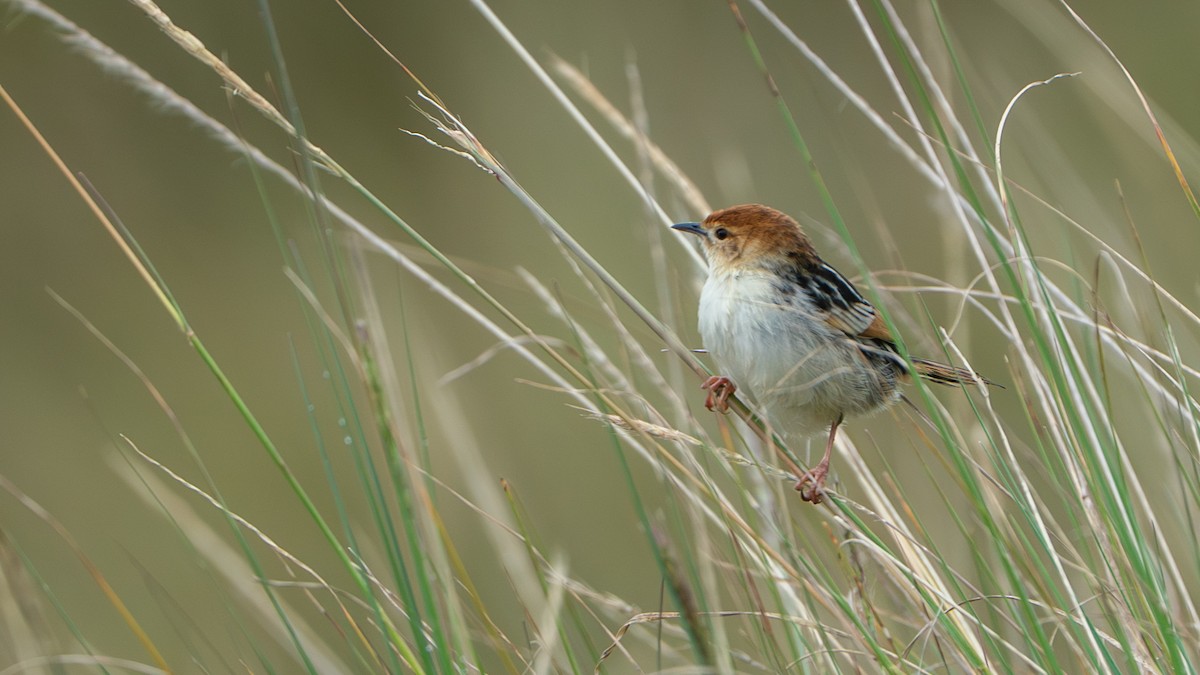 アカボウシセッカ - ML646229480