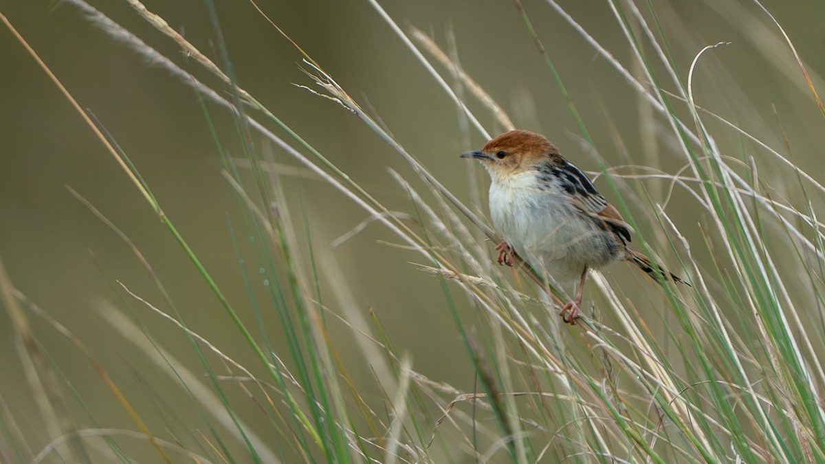 アカボウシセッカ - ML646229481