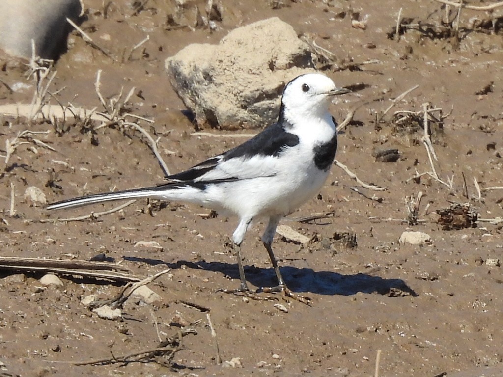 ハクセキレイ - ML646229482