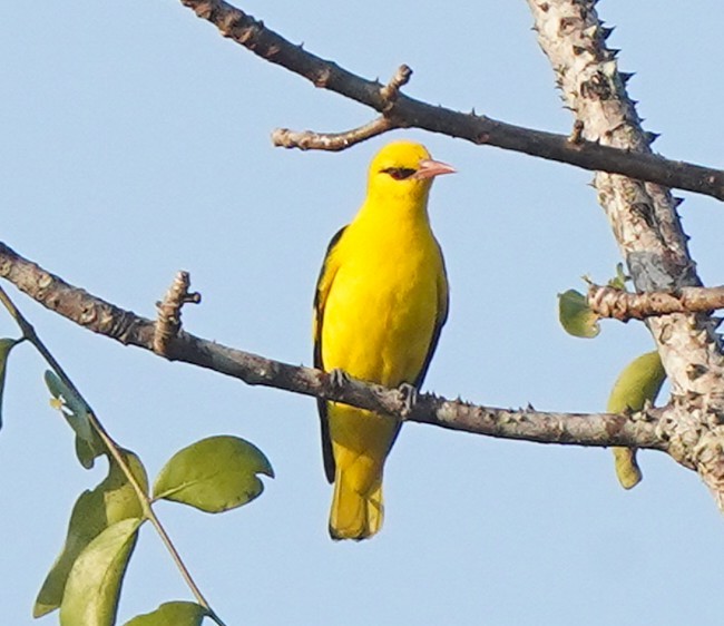 インドコウライウグイス - ML646229483