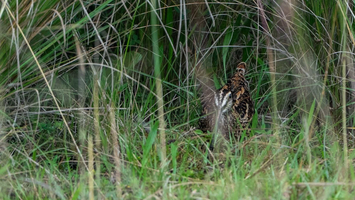 アフリカジシギ - ML646229485