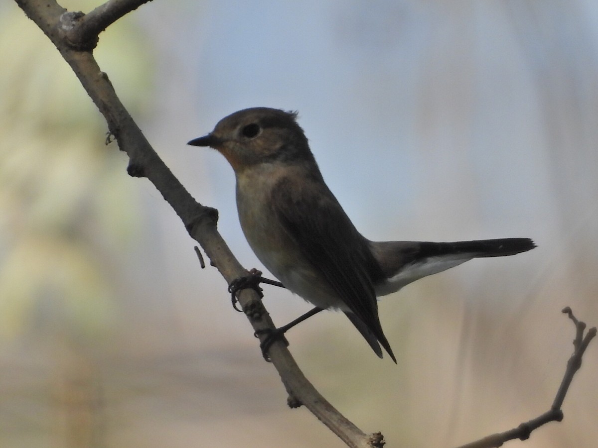 オジロビタキ - ML646229486