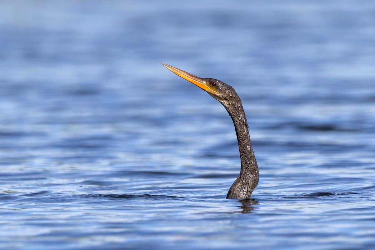 アメリカヘビウ - ML646229487