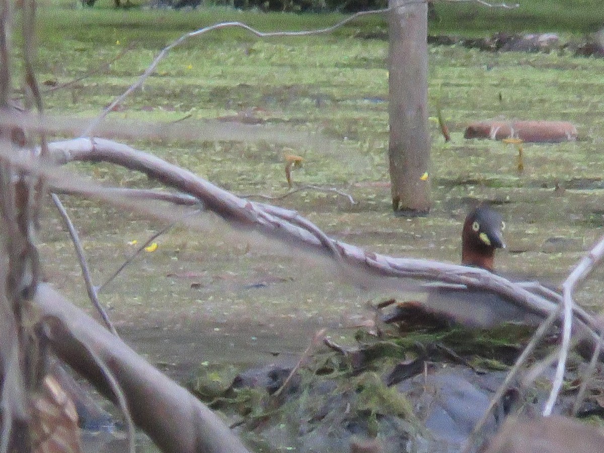 Little Grebe - ML646229501