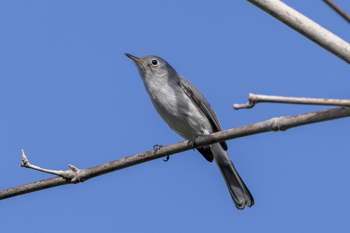 Blue-gray Gnatcatcher - ML646229505