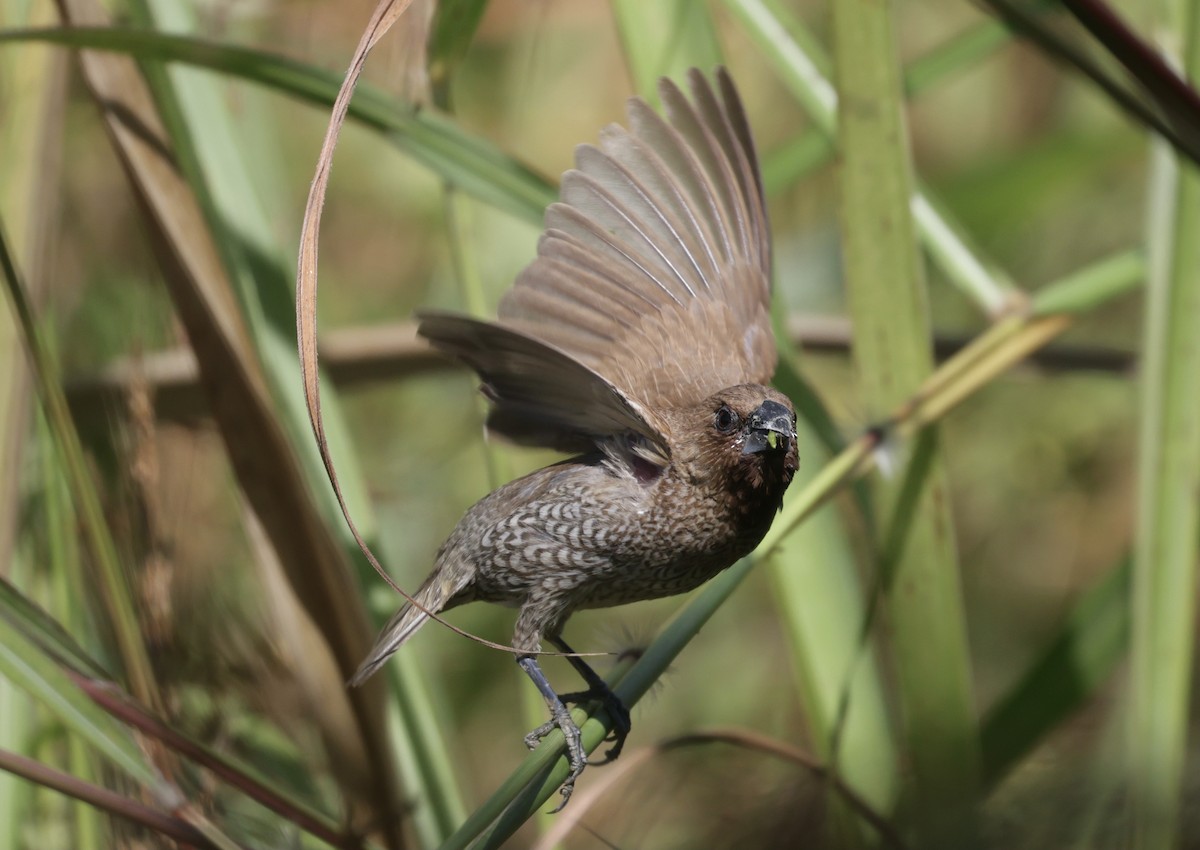 Scaly-breasted Munia - ML646229511