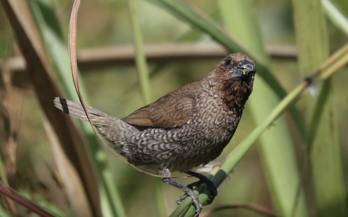 Scaly-breasted Munia - ML646229512