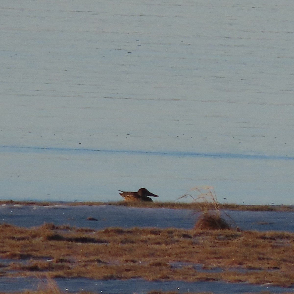 Northern Shoveler - ML646229515