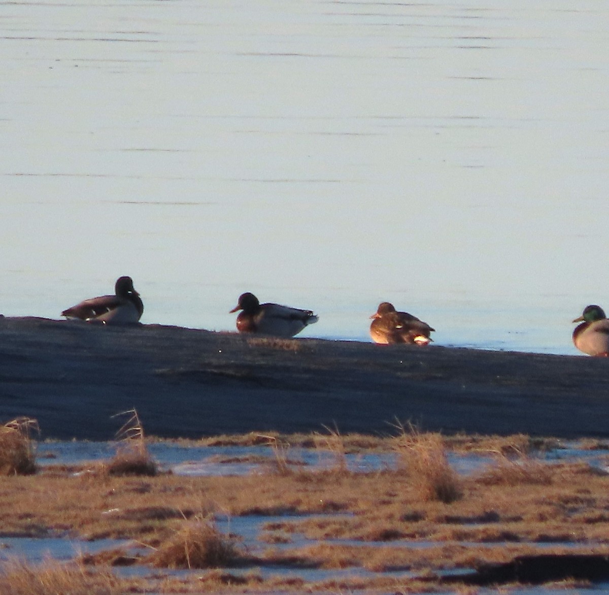 Mallard - ML646229519