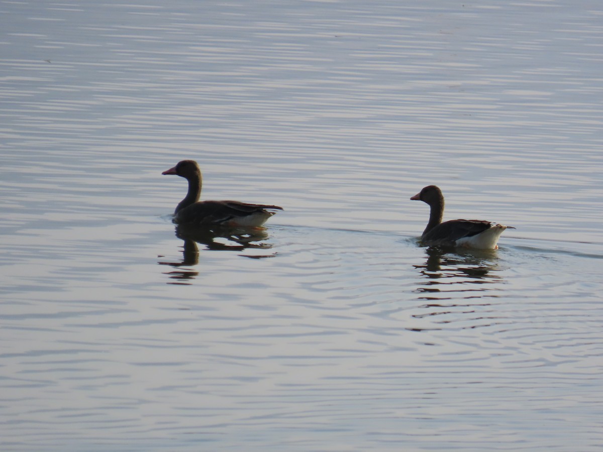 Greater White-fronted Goose - ML646229527