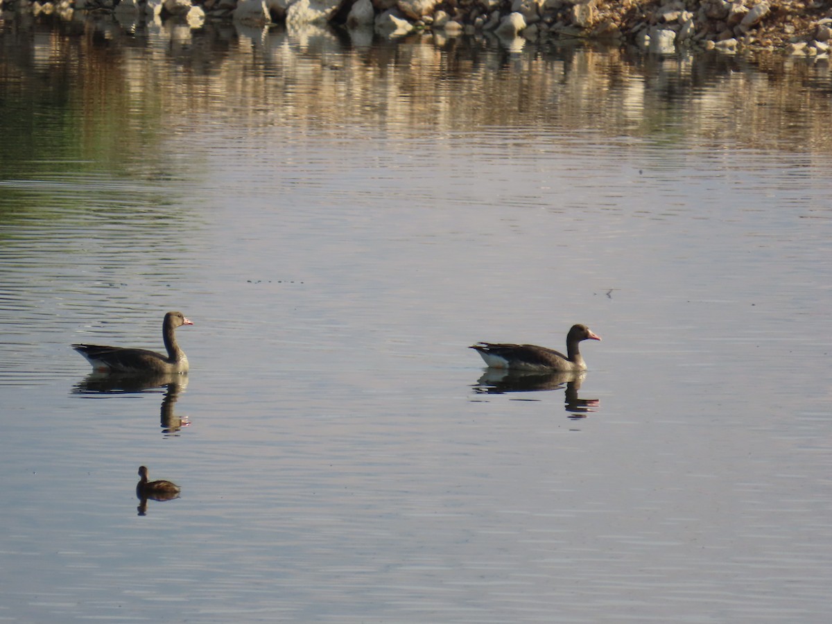 Greater White-fronted Goose - ML646229528