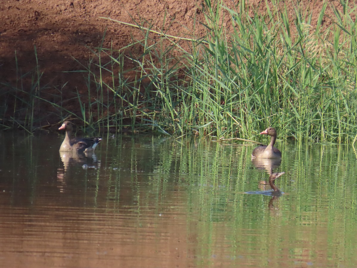 Greater White-fronted Goose - ML646229529