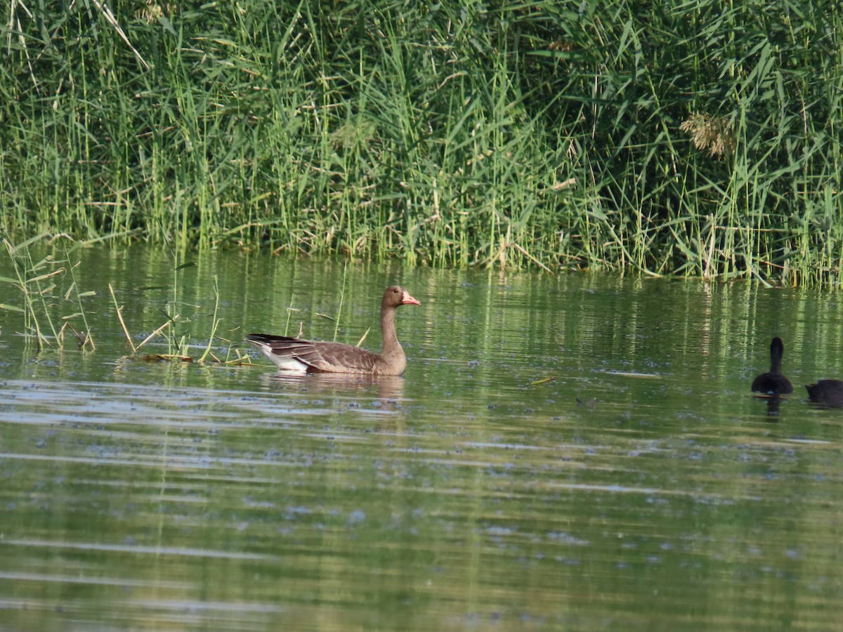 Greater White-fronted Goose - ML646229530