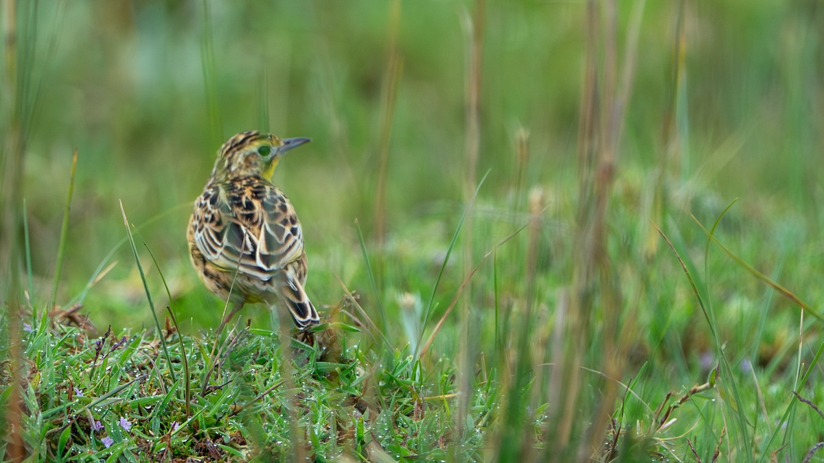 Sharpe's Longclaw - ML646229542