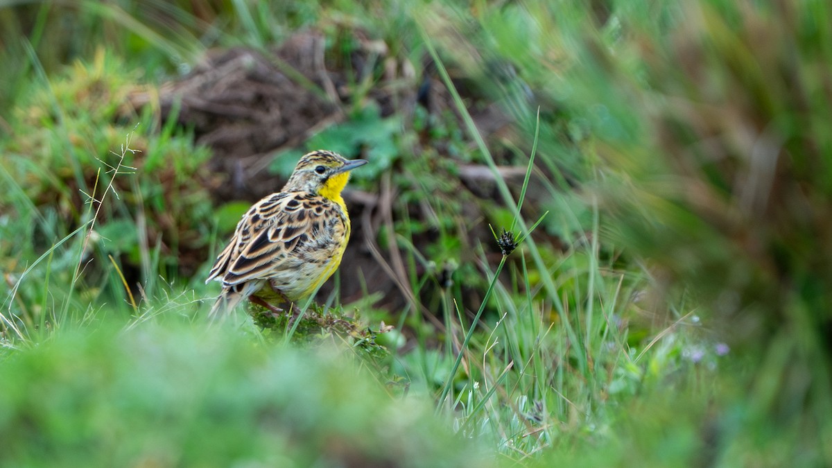 Sharpe's Longclaw - ML646229543