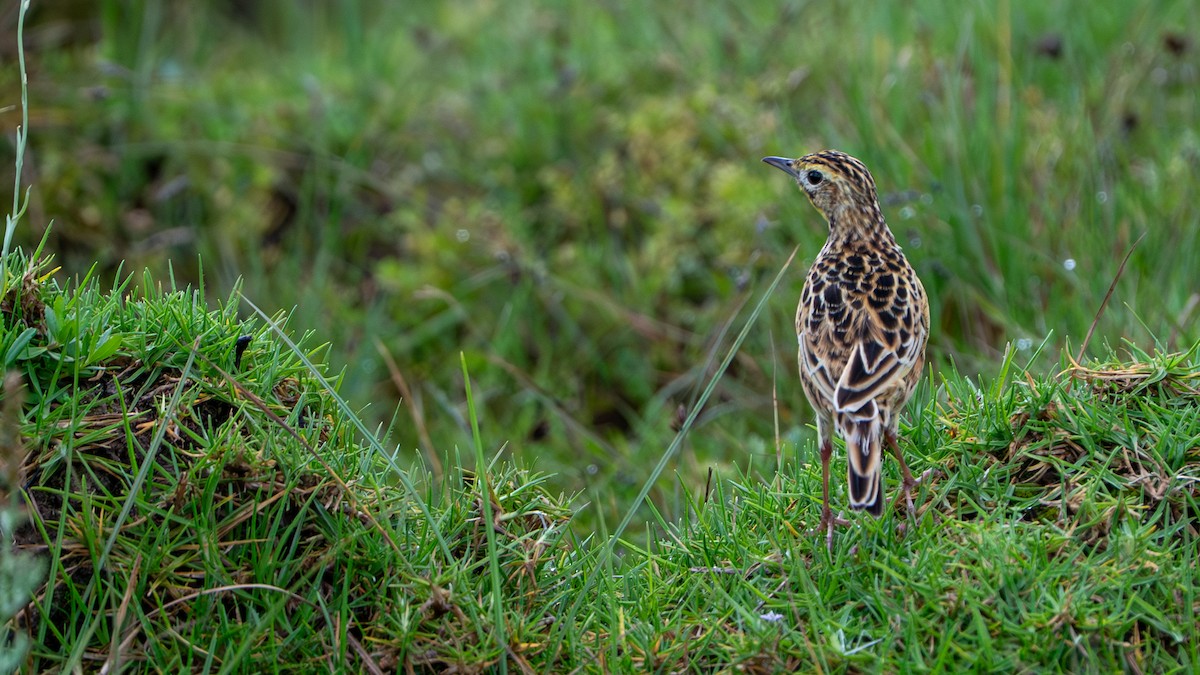 Sharpe's Longclaw - ML646229544