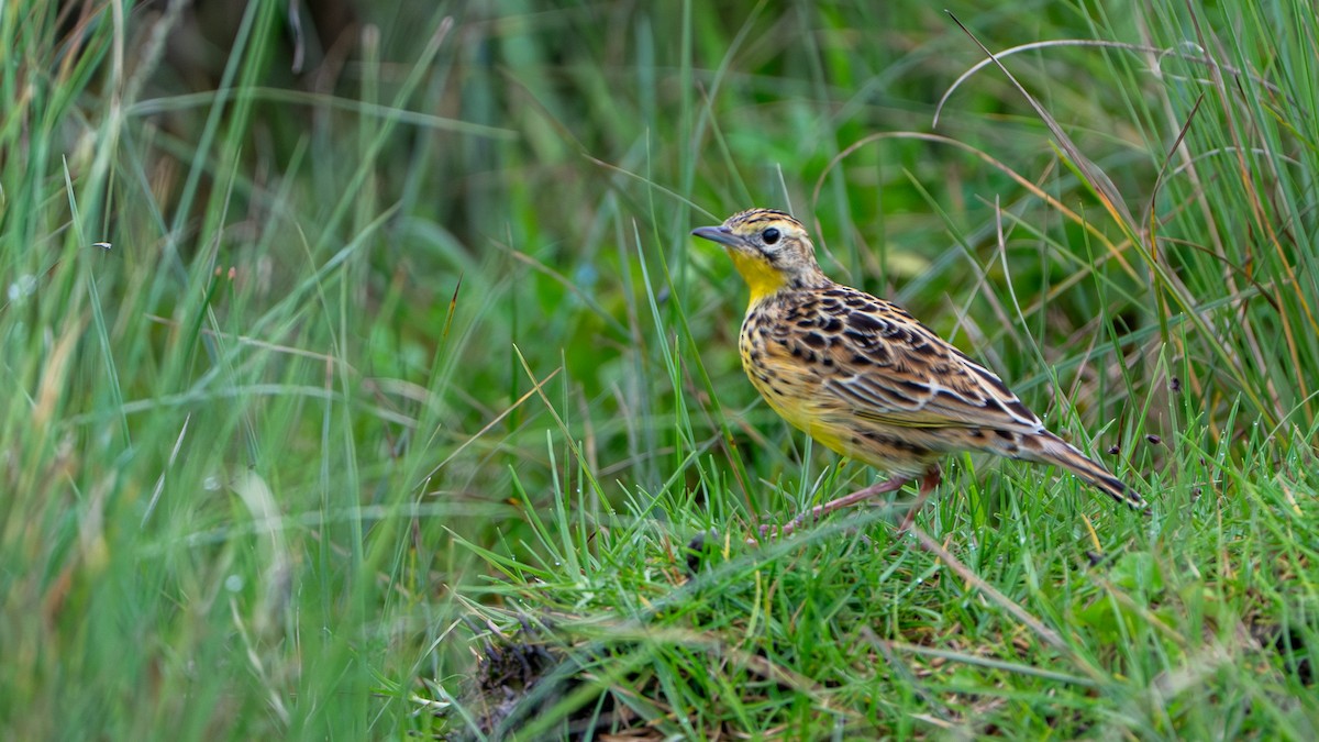 Sharpe's Longclaw - ML646229545