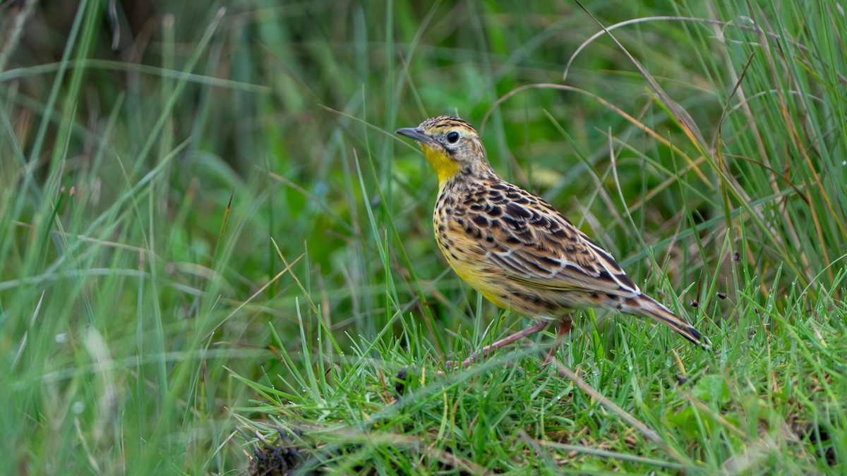 Sharpe's Longclaw - ML646229546