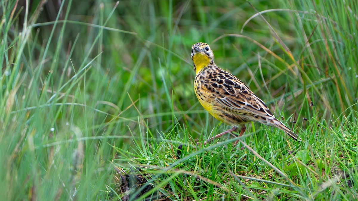 Sharpe's Longclaw - ML646229547