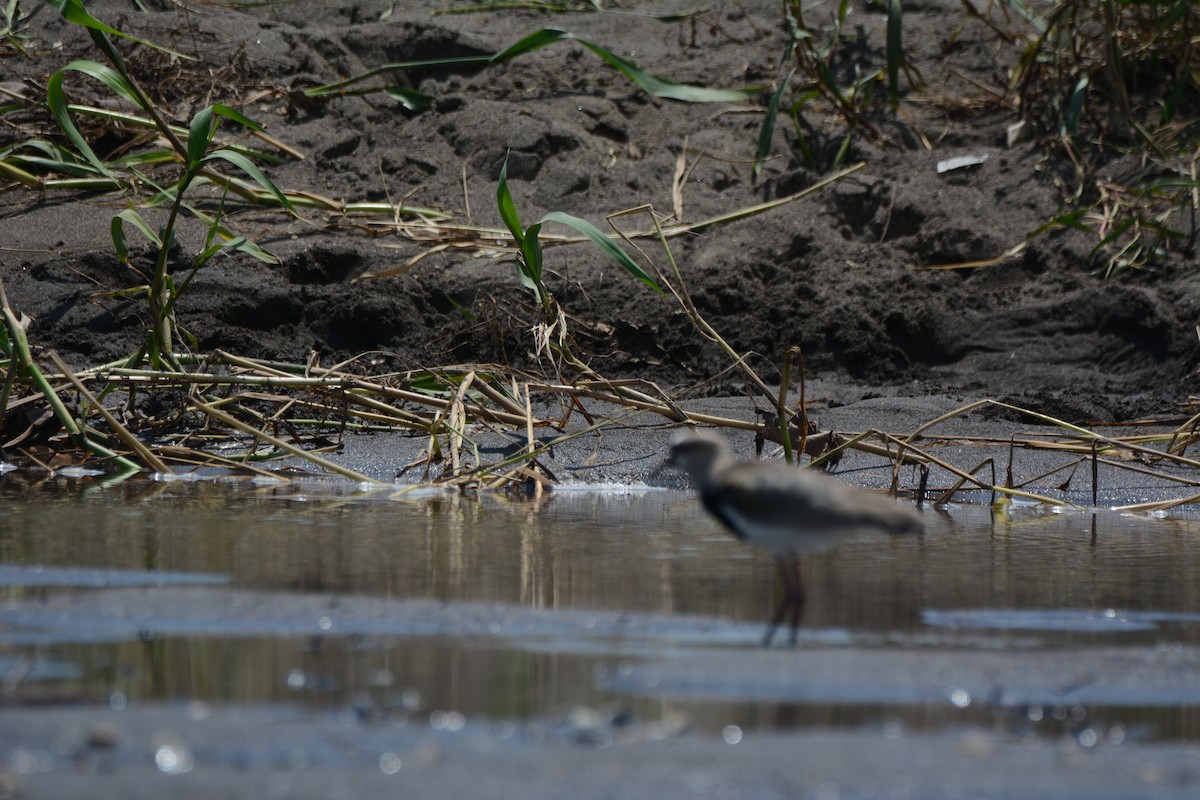 Southern Lapwing - ML646229550