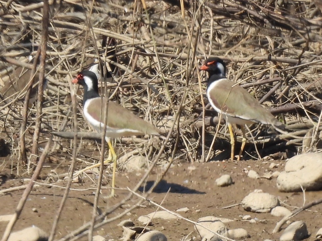 čejka černoprsá - ML646229558