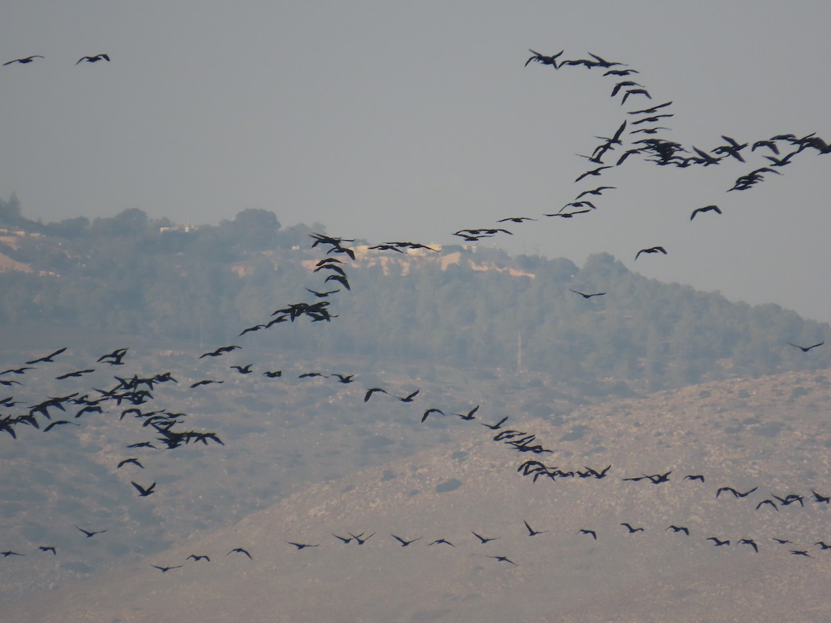 kormorán velký - ML646229563