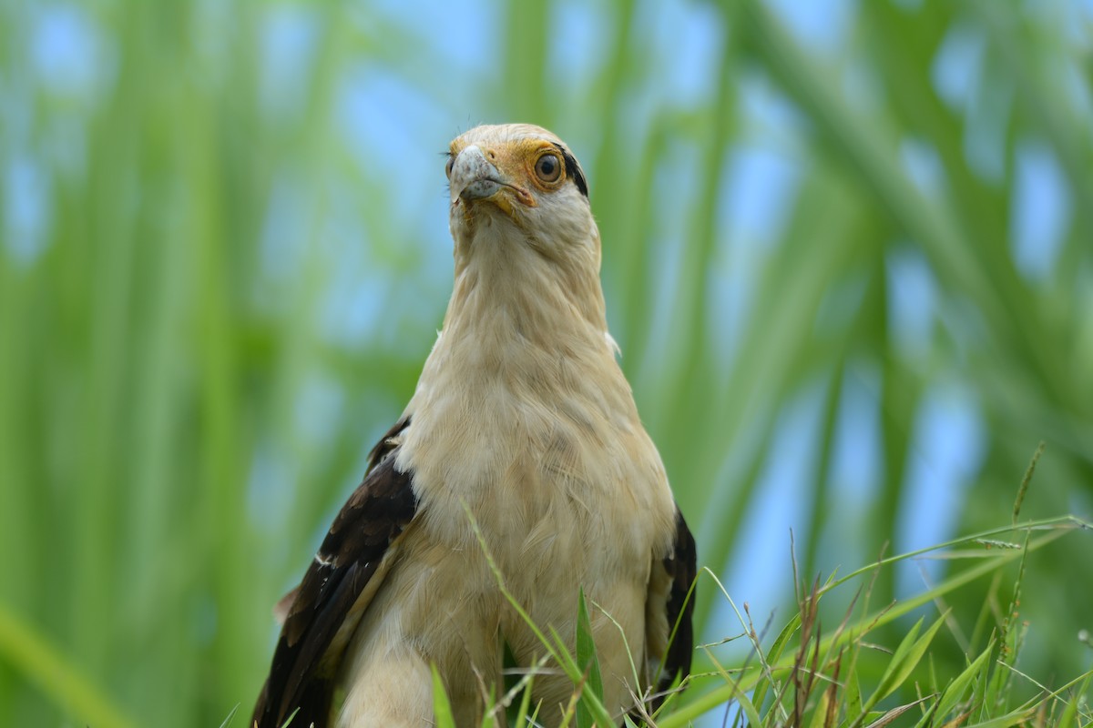 Yellow-headed Caracara - ML646229569
