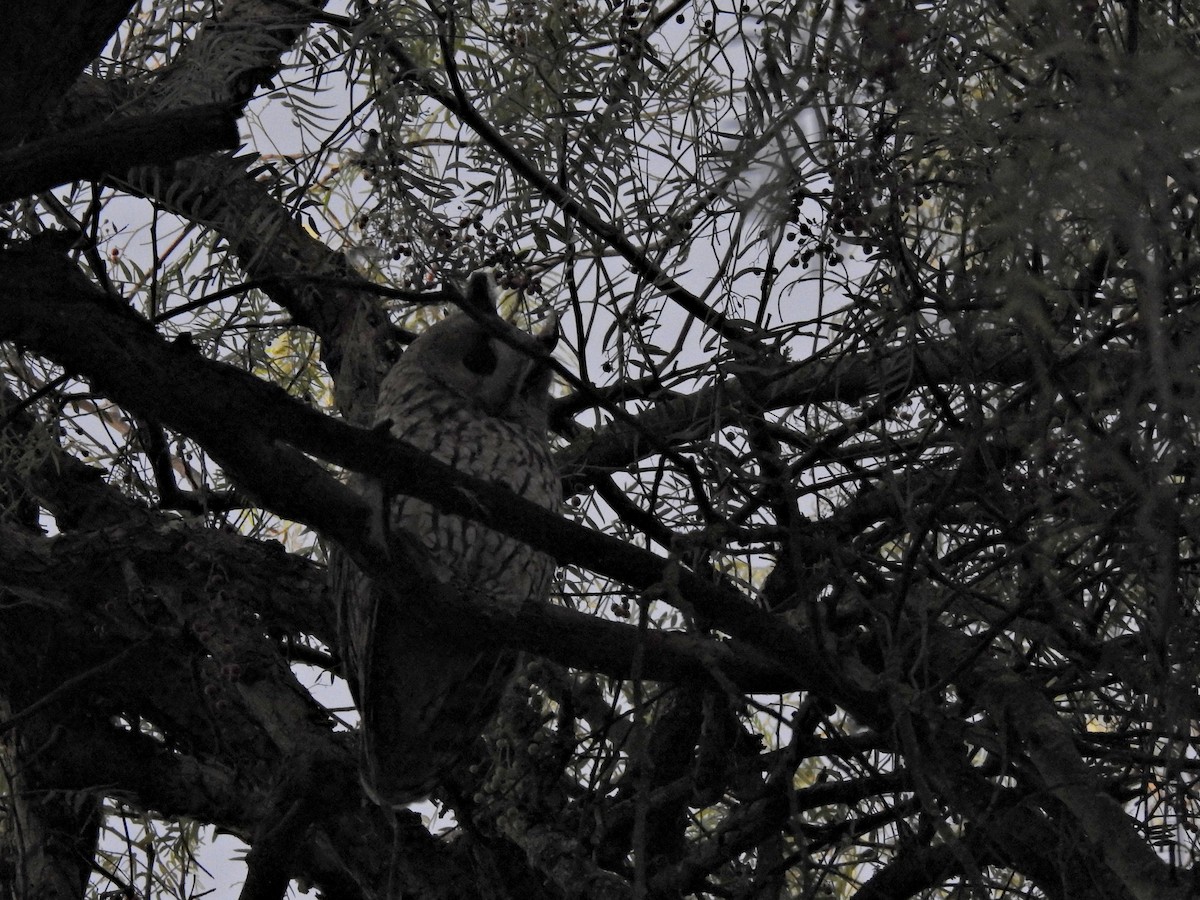 kalous ušatý - ML646229570