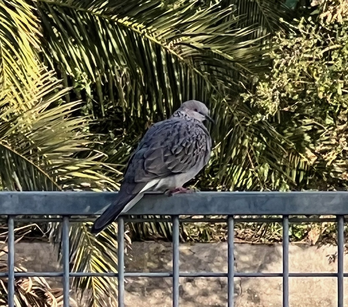 hrdlička kropenatá (ssp. chinensis/suratensis) - ML646229571