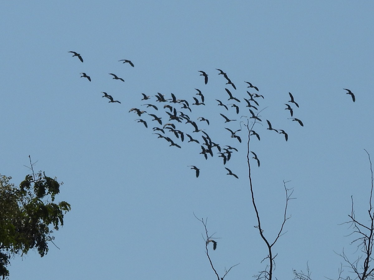 husička malá - ML646229572